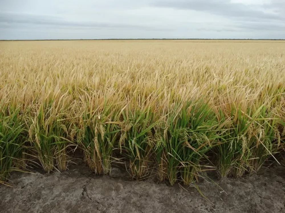 Cultivo de arroz en la zona de Cebollatí, en Rocha.