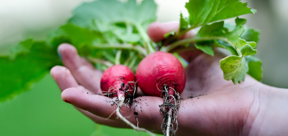 Rábanos, excelente opción para plantar en diciembre en tu casa.&nbsp;