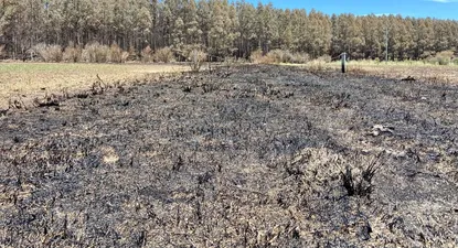 Más de 22 mil hectáreas se vieron afectadas por los incendios.