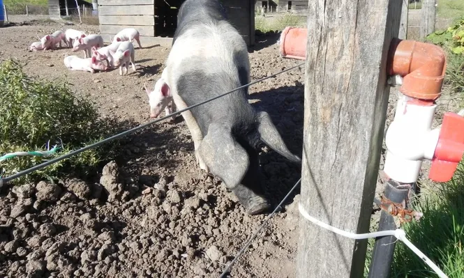 Producción de cerdos.