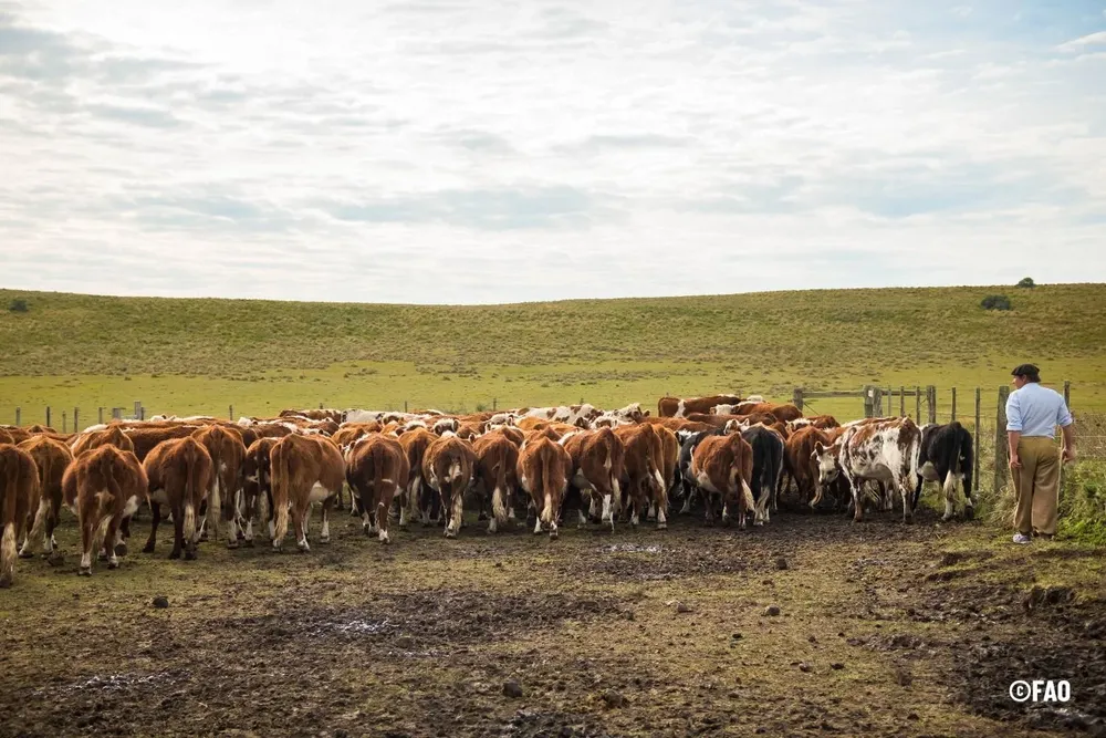 Producción ganadera en Uruguay