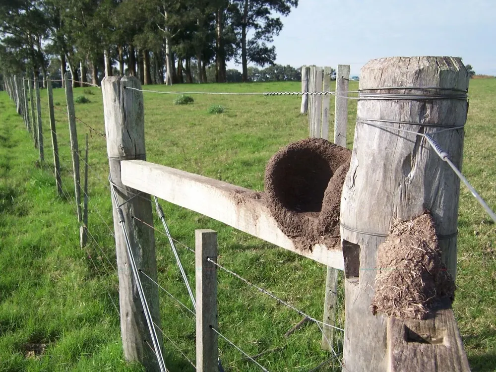 Deben censarse explotaciones en áreas superiores a una hectárea.