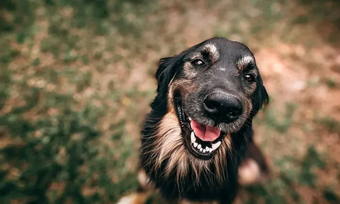¿Qué tan pet friendly es Montevideo?