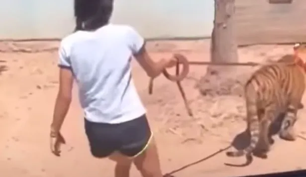 Una niña fue filmada sacando a pasear a un tigre por las calles de México