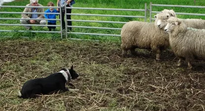 El Observador | 0006885728.webp