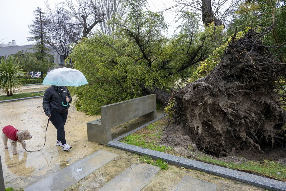 Un gran árbol se ha caído en la Alameda de Jaén por las rachas de fuerte viento registradas en Jaén.