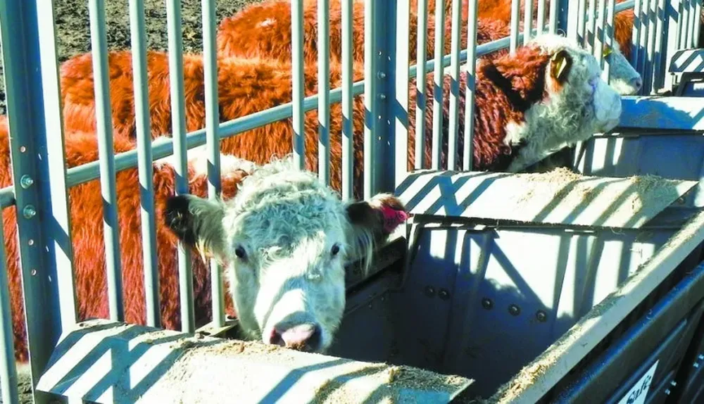 Un proyecto de Hereford disparó la reflexión