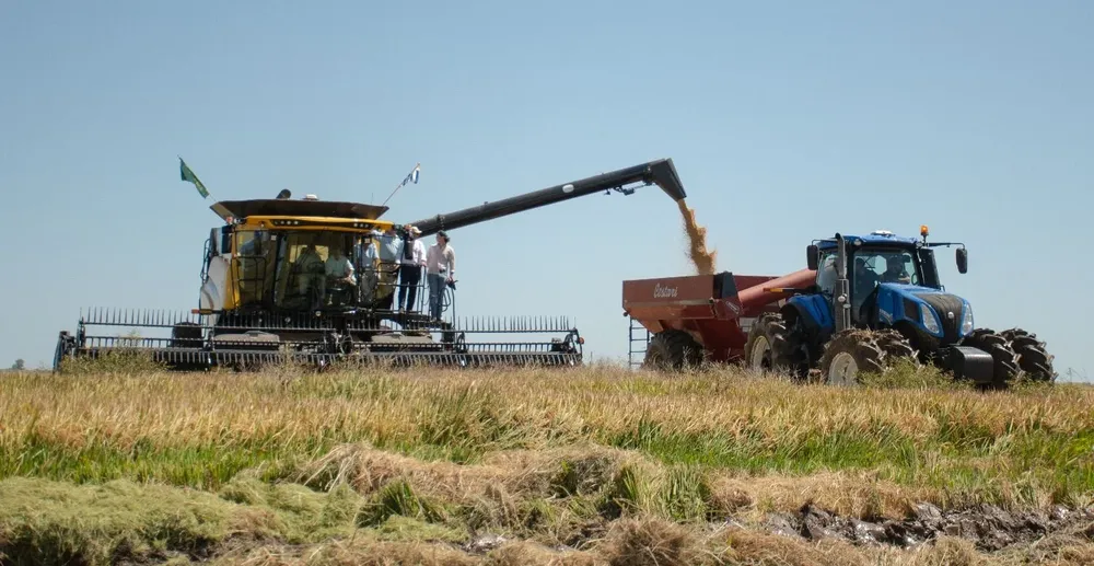 El 83% de la cosecha ya se realizó y estiman un rinde mayor al de la zafra pasada.