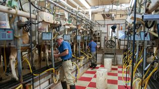 Lácteos: precios, en varios casos, bajan a niveles que generan alarma en el sector agroindustrial lechero.