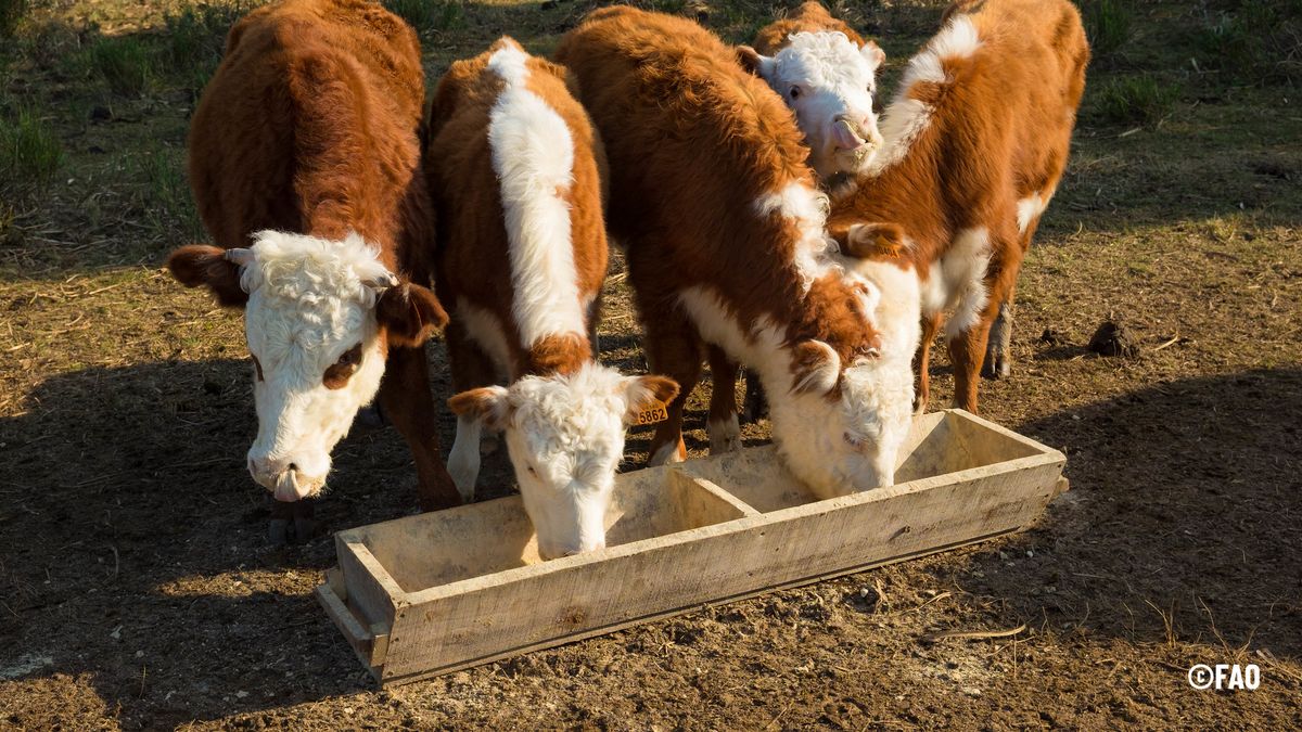 FAO destacó que la ganadería es el sustento del 65% de la población agrícola en América Latina y el Caribe