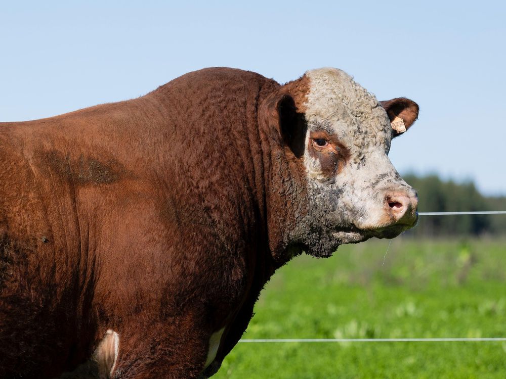 Toro Polled Hereford, Raptor, de cabaña Las Anitas.