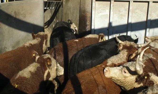 El coronavirus le pasó factura al precio del ganado gordo que bajó fuerte