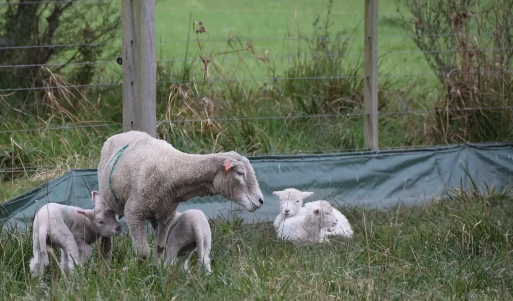 Se deben procurar abrigos naturales y/o creados por el productor.