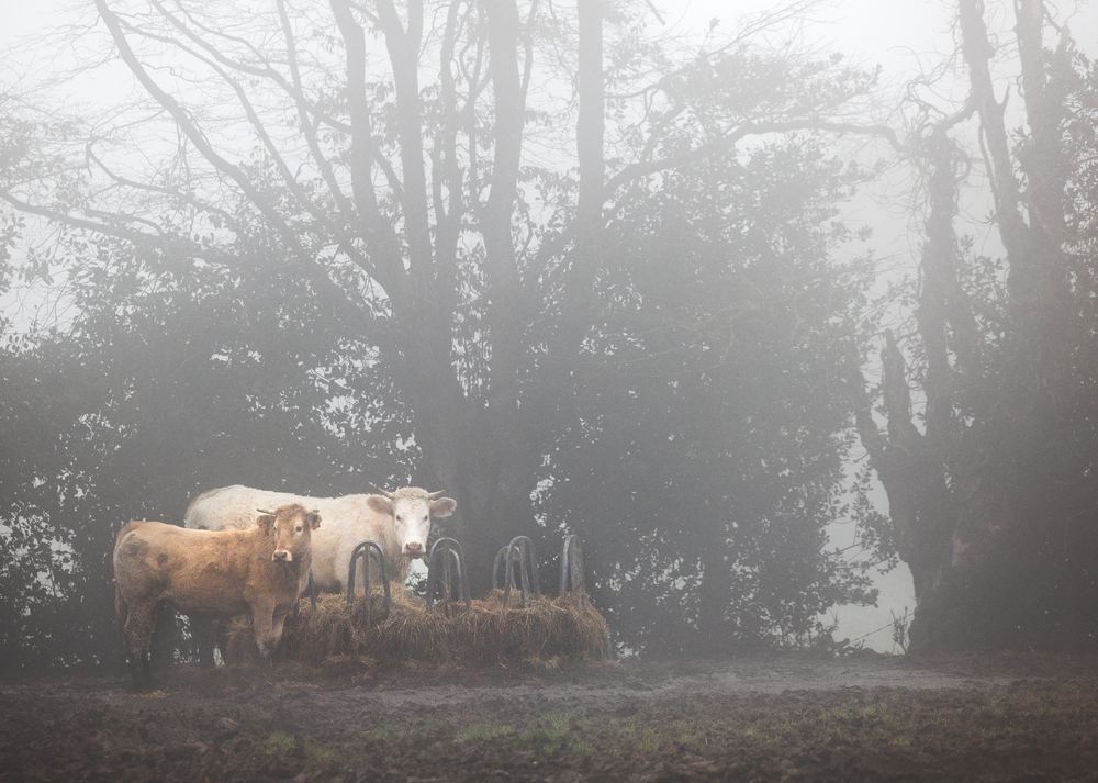 Calentamiento climático: vacas soportan la niebla en un campo en Saint-Philbert-sur-Risle, en el noroeste de Francia.