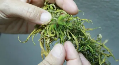 El Observador | 0020137628.webp