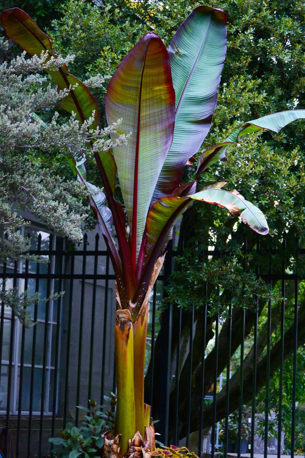 La falsa banana es mucho más resistente a las sequías, las lluvias y las inundaciones que otros cultivos.