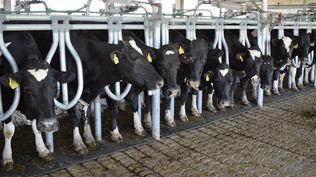 Leche: más producción y remisión desde los tambos en Uruguay.