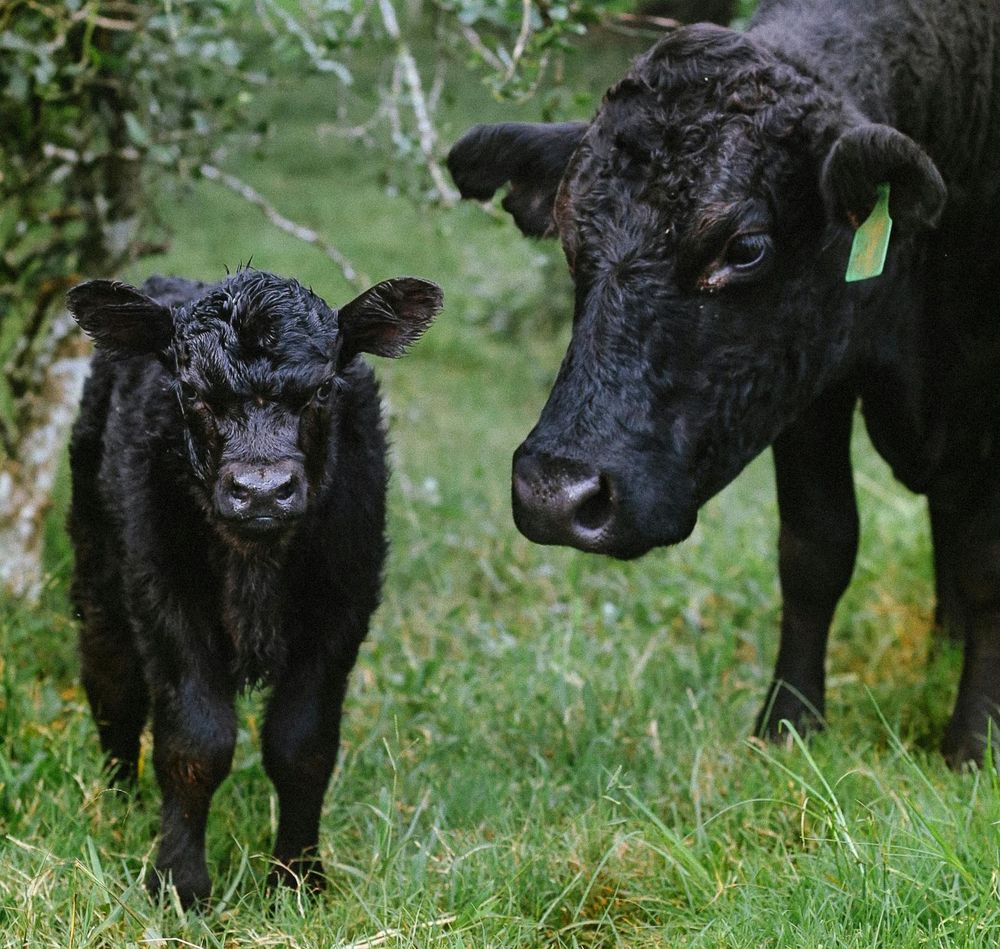 La Tribuna del Agro: Uriarte pone el foco en el proyecto PROCRÍA.