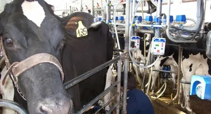El Observador | En menos tambos se produce más y mejor leche