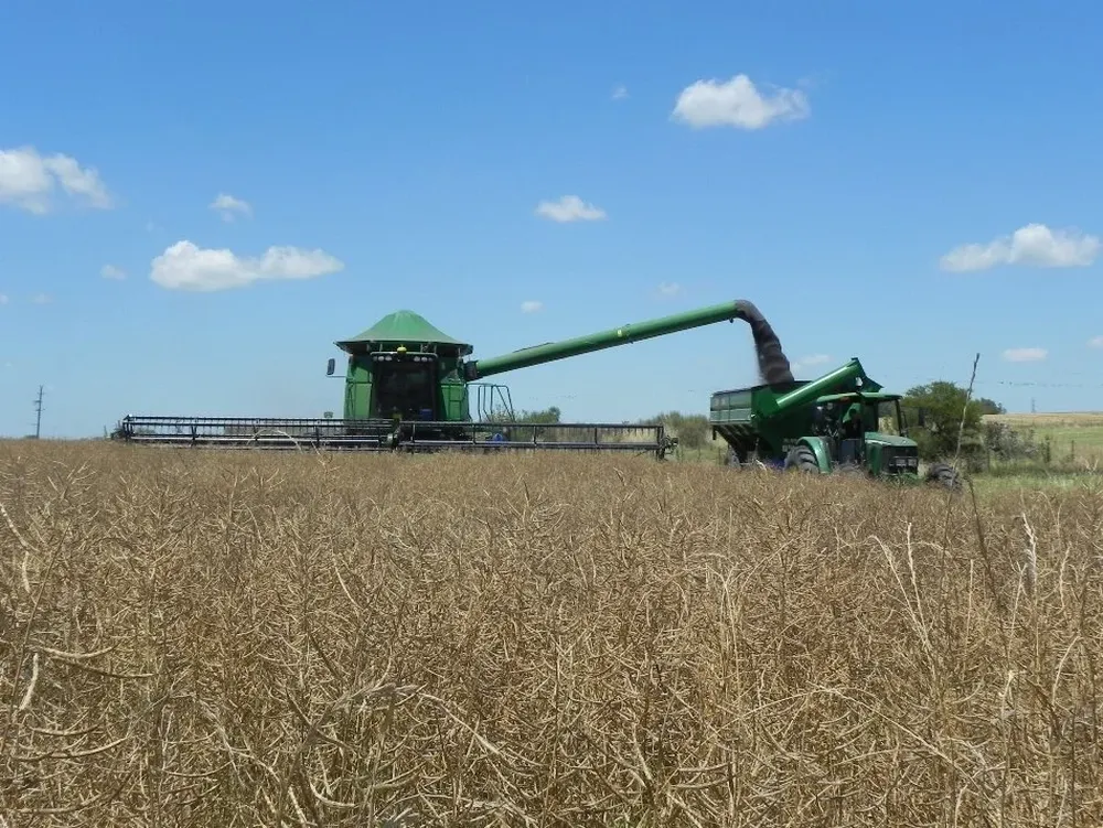 Cosecha de colza en la zafra 2013