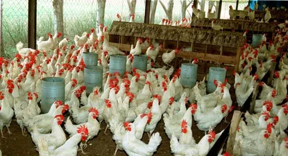 Fuerte variación de precios en cría de pollos