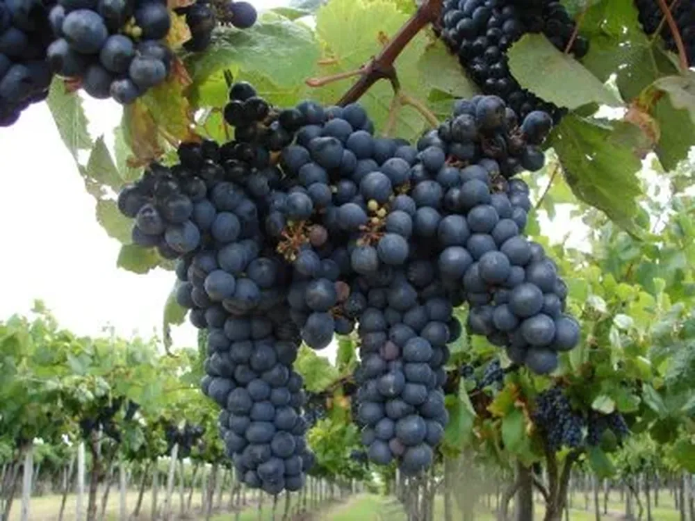 En el norte la vendimia está próxima a comenzar y en el sur aún falta un mes.