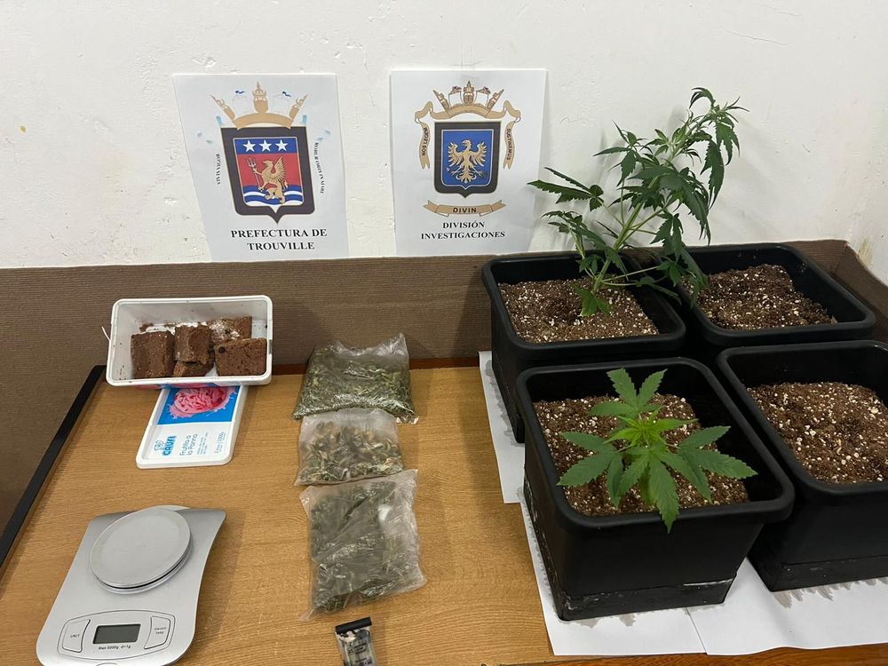 Incautación de marihuana