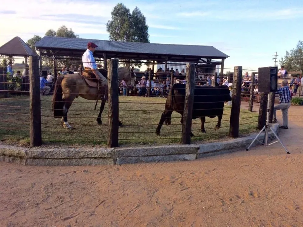 El remate se realizó en cabaña La Santina, en la zona de Ismael Cortinas, en Flores