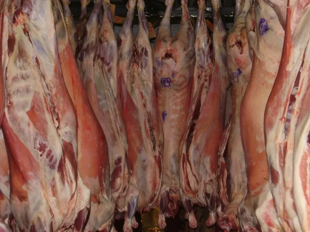 Canales súper pesadas provenientes de corderos de madres híbridas y padres carniceros.