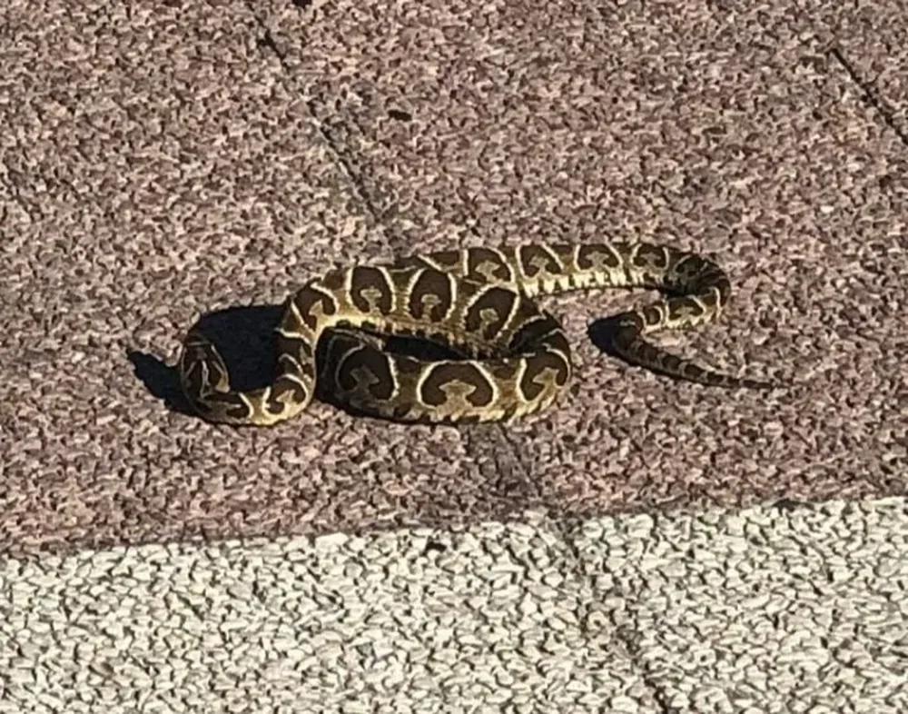 La serpiente crucera encontrada hoy en la rambla de Malvín