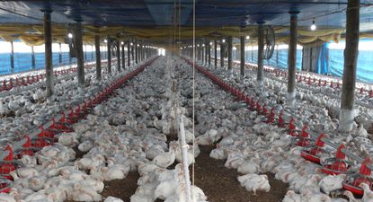 Sector avícola: granja de engorde de pollos parrilleros.