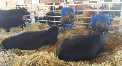 murio un toro en la rural del prado