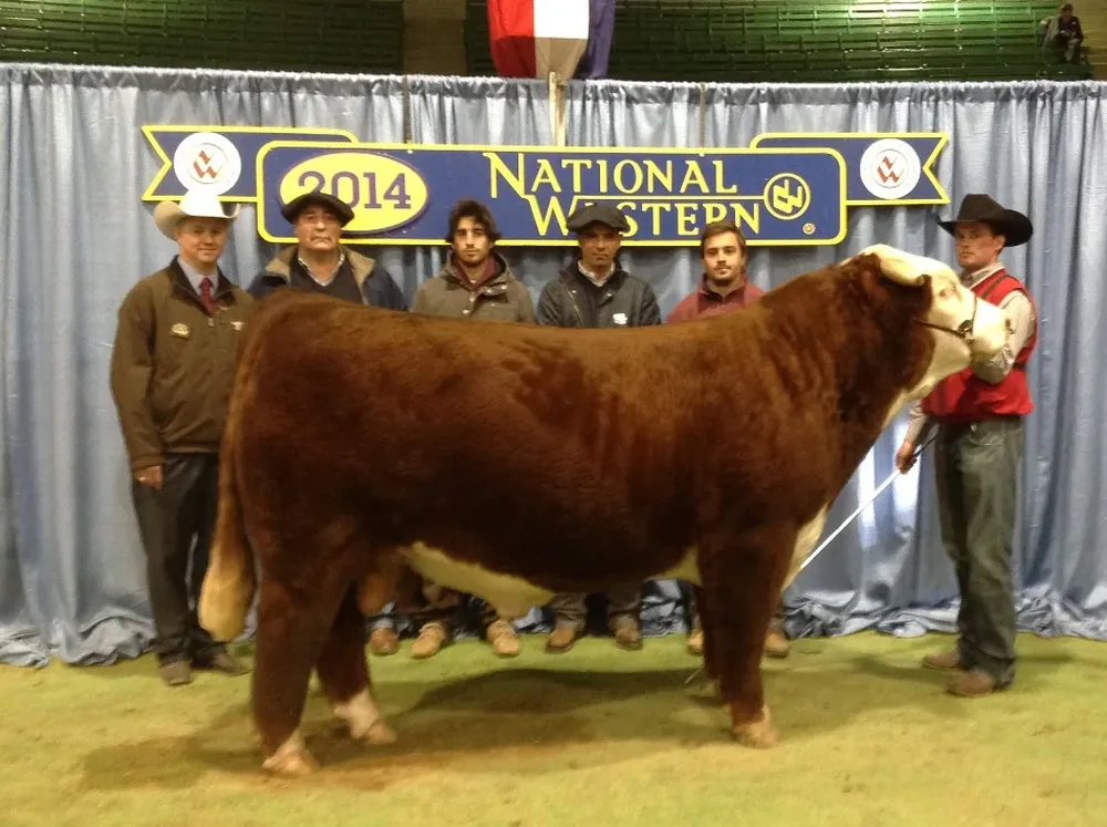 Huffhines, Costa, Guzmán Alfonso, Cortabarría y Fernando Alfonso con el Gran Campeón Hereford Denver 2014
