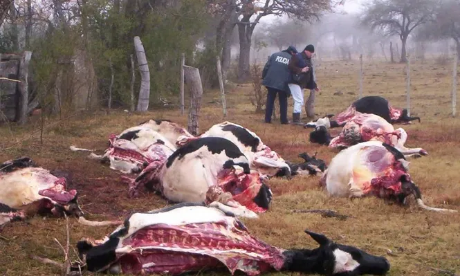 Escena reiterada que deja el abigeato en los establecimientos rurales