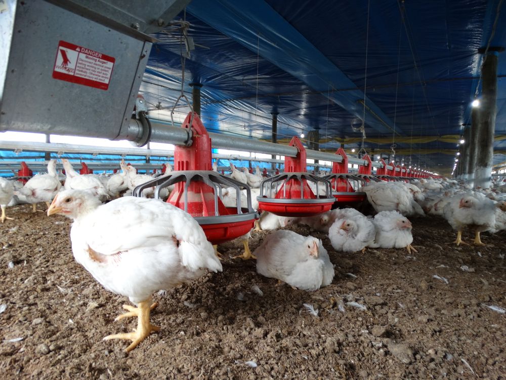 Avícolas: el manual es útil para productores de todas las escalas, incluso los de tamaño familiar, se indicó.