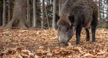 Los jabalíes suelen comer restos de comida que aparecen en las zonas que habitan.