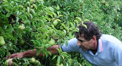 El Observador | En ciertos rubros se adelanta la cosecha y habrá sobreoferta