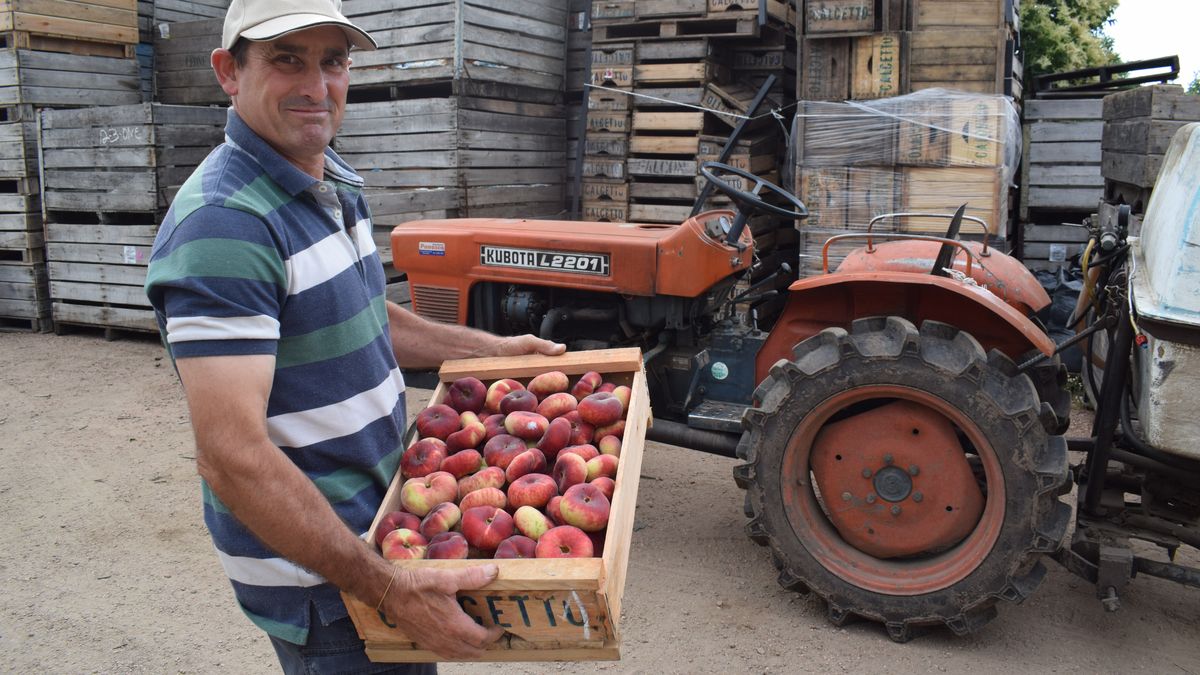 Alejandro Calcetto, un enamorado de la granja y la vedette del verano: los duraznos chatos