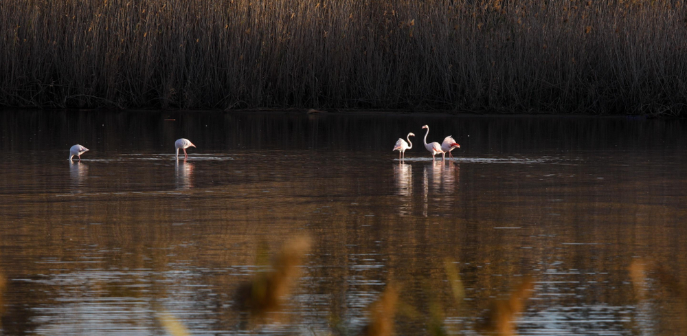 Un grupo de flamencos en el río Llobregat