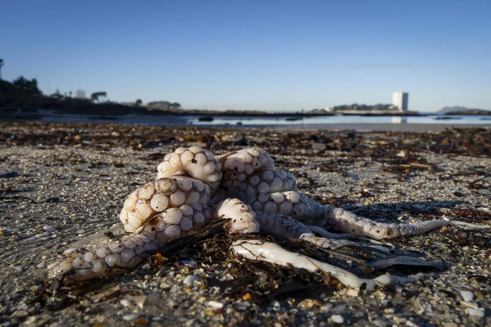 La presencia de pulpos en las playas de Galicia, España.&nbsp;