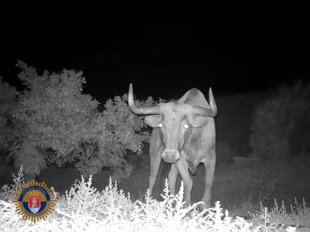 El toro perdido captado por las cámaras de seguridad.