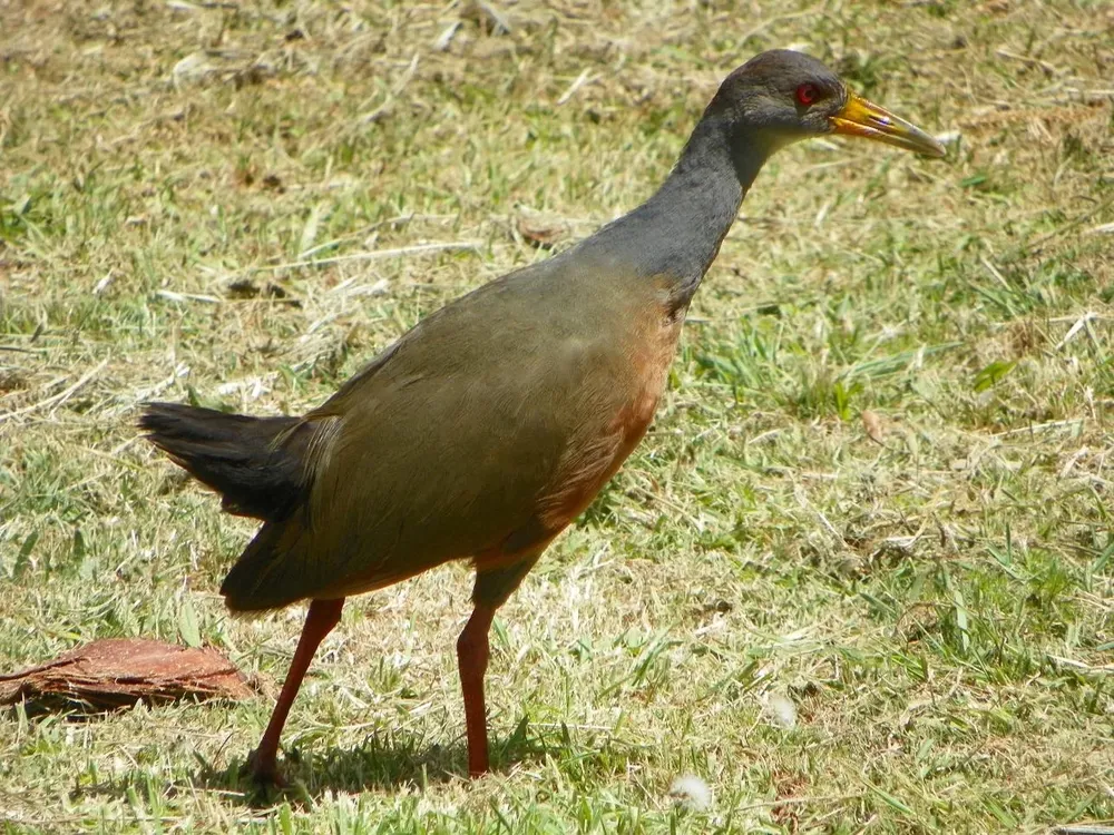 Espécimen del chiricote.