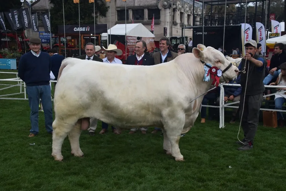 Gran Campeón Charolais.