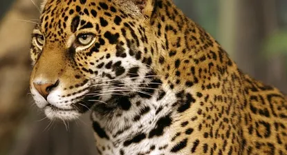 el muro fronterizo de trump condenara a los jaguares a la extincion
