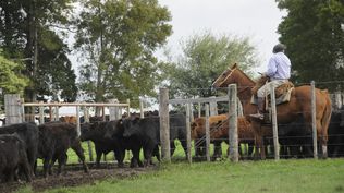 Acuerdo Mercosur-UE: el sector agropecuario es uno de los que se beneficiará con base en las nuevas condiciones para exportar.