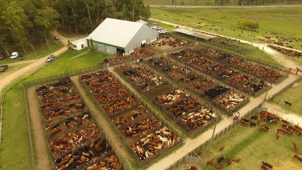 El Ternerazo se hizo en el Centro de Ventas Ganaderas Don Tito.
