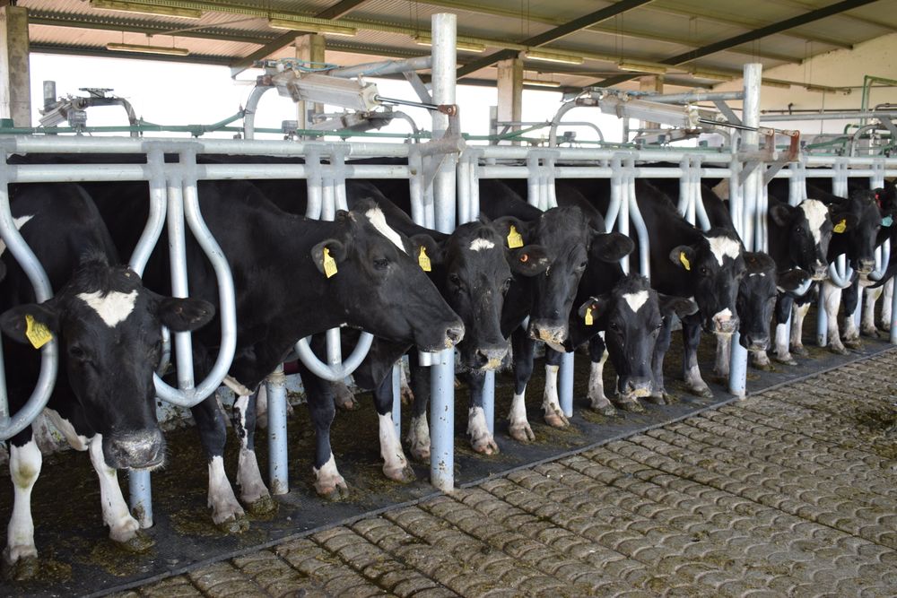 Leche: más producción y remisión desde los tambos en Uruguay.