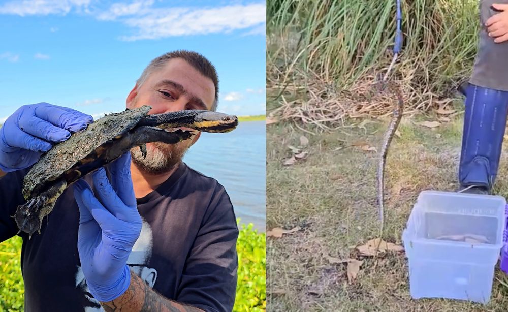 Doble rescate de tortuga y yarará