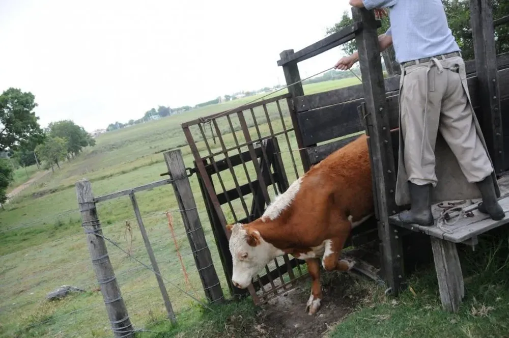 Proyecto de Brasil de dejar de vacunar contra la fiebre aftosa inquiera a los países de la región.