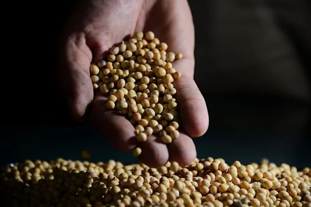 Producción de soja, principal rubro agrícola en Uruguay.